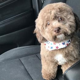Ebony - Yorkipoo