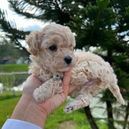 Girl 2 - Cream female Poodle puppy in Orlando, Florida from Florida Miniature Poodles
