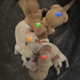 Boy 3 - Golden male Golden Retriever puppy in Daleville, Virginia from Star City Goldens