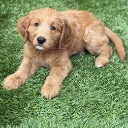 Prada - Apricot female Goldendoodle puppy in Las Vegas, Nevada from Puppies of the West