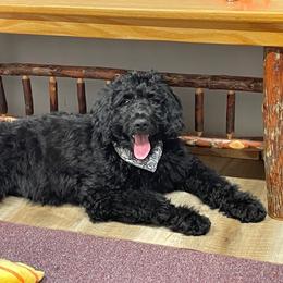 Poppy - Black female Goldendoodle puppy in Lisbon, Ohio from Willow Lane Doodles