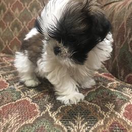 Shih Tzu Puppies from Willow Lane Shih Tzus