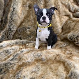 Baby girl - Black brindle and white female Boston Terrier puppy in Redlands, California from Off The Hook Boston Buddies