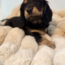 Alice - Black and cream female Dachshund puppy in Red Bluff, California from Down The Hill Potterdale