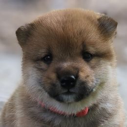 Koki - Red Shiba Inu puppy in Grand Rapids, Michigan from Takikawa Shiba Inu