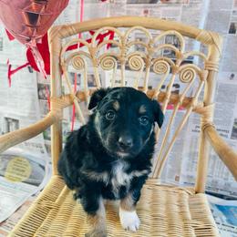 Tank - Black tri-color male Australian Shepherd puppy in Zwingle, Iowa from Homestead Aussies & Doodles