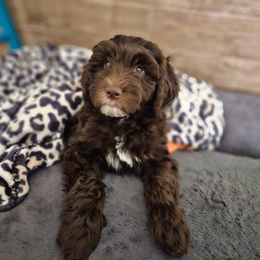 Pink-girl - Chocolate Goldendoodle puppy in Port Saint Lucie, Florida from Lucie Doodles FL