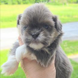 Duke - Blue male Shih Tzu puppy in Waynesboro, Pennsylvania from Big Win Shih Tzus