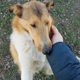 Azawakh, Collie, and Standard Schnauzer All Grown Up from Kokomo Kennels