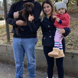 Labrador Retriever Puppies from Sweetwater Labrador Retrievers