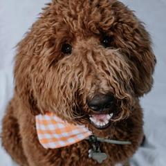 Goldendoodles from Rockin Bone Doodles