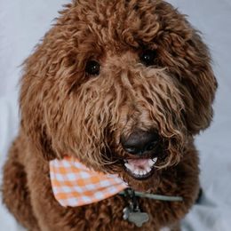 Goldendoodles from Rockin Bone Doodles