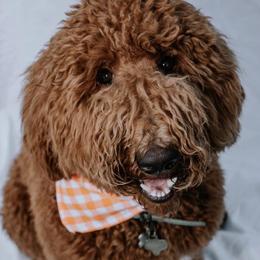 Goldendoodles from Rockin Bone Doodles