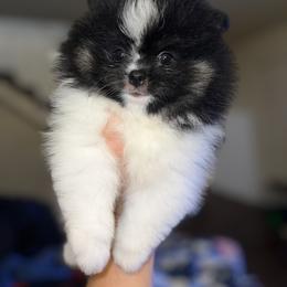 Chihuahua and Pomeranian Puppies from Pure hearts