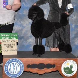 Luna - Poodle