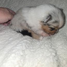 Gabrielle - Blue merle female Pomeranian puppy in Angleton, Texas from Pomeranian Palace, LLC