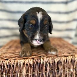 Ranger - Tri-color male Bernedoodle puppy in Waco, Texas from Blessings Pups Doodles