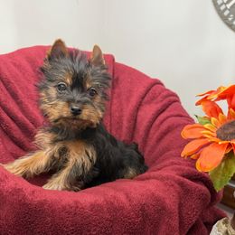 Eloise - Black and tan female Yorkshire Terrier puppy in Daleville, Indiana from Monarch Yorkshire Terriers
