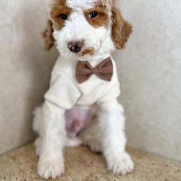 Doc - Red  male Goldendoodle puppy in Warsaw, Ohio from Lovabledoodles