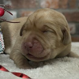 Gingerbred Man - Yellow male Labrador Retriever puppy in Dixon, California from Rosslyn Labradors (Rose-Line)