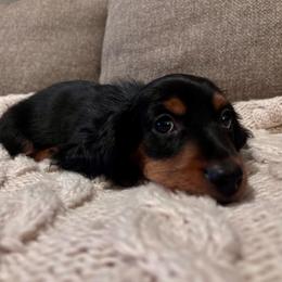 Slinky - Black and tan male Dachshund puppy in Mesa, Arizona from Ruby Desert Doxies