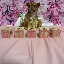 Chihuahua Puppies from Pupcup’s Crown Collection