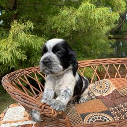 Boy : 1 - Black and white male English Springer Spaniel puppy in Tabor City, North Carolina from Big Bay Kennels LLC