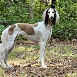 Saluki All Grown Up from Hayat Salukis