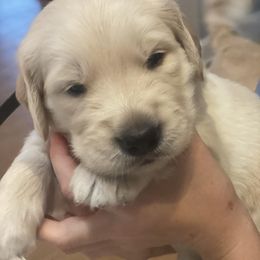 Golden Retriever Puppies from Goldens