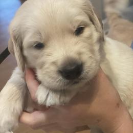 Golden Retriever Puppies from Goldens