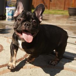 Darwin - Black and tan male French Bulldog puppy in Washington from Pawcific Coast Bullies