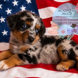 Falcon - Blue merle male Australian Shepherd puppy in Honeoye Falls, New York from Soaring SKKY Australian shepherds