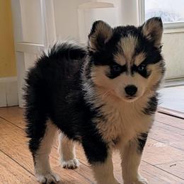 Mango - Black and white female Pomsky puppy in Charlotte, Michigan from Moore Pomskies