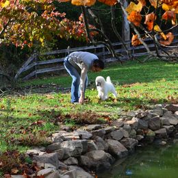 Poodle Puppies from D and D Standard Poodles
