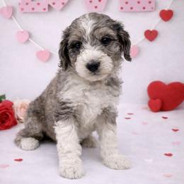 Theo - Merle male Sheepadoodle puppy in Thornville, Ohio from Four Front Doodles & Friends