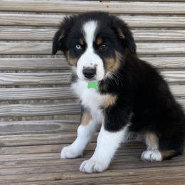 Boy 3 - Australian Shepherd puppy in Blum, Texas from 4P Poteet Farms