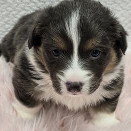 AMMON-FLUFFY with tail - Blue male Pembroke Welsh Corgi puppy in Walker, Iowa from Double K Corgis