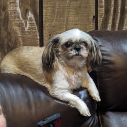 KALANI - Shih Tzu