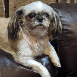 KALANI - Shih Tzu