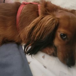 Schotzie - Dachshund