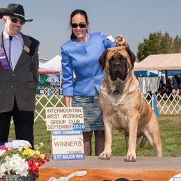 French Bulldogs and Mastiffs from Ashlan French Bulldogs/Divine Mastiffs