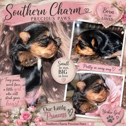 Charming Darling - Blue and gold female Yorkshire Terrier puppy in Dalton, Georgia from Southern Charm Precious Paws