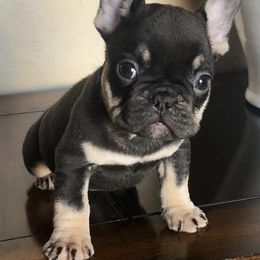 French Bulldogs and Goldendoodles from Doodles Golden