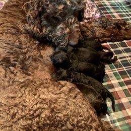 Labradoodle and Poodle Puppies from Tya’s Doodles