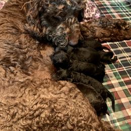 Labradoodle and Poodle Puppies from Tya’s Doodles