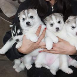 Siberian Husky Puppies from Tricia's Siberians LLC