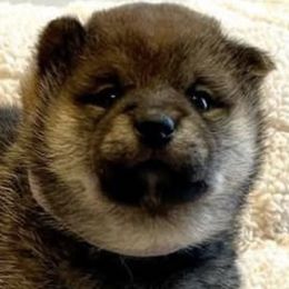 Shiba Inu from Crescent Moon Shibas