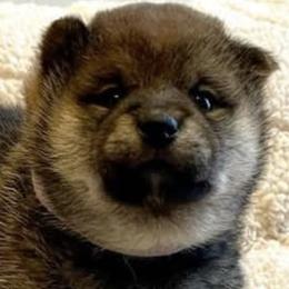 Shiba Inu from Crescent Moon Shibas