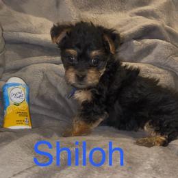 Shiloh - Black & tan tri-color male Morkie puppy in Seneca, Missouri from M.Y. Morkies and Yorkies