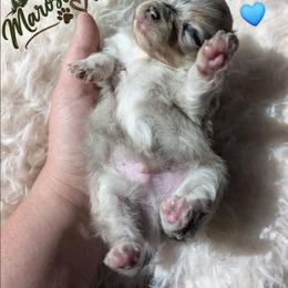 Osiris - Tri-colored male Pomeranian puppy in Granby, Colorado from Marostica Paws